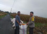 Harga Jagung di Lombok Barat: Polisi Imbau Petani Jual ke Bulog