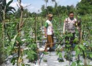 Benteng Pangan Mikro: Bhabinkamtibmas Motivasi Warga Lombok Barat Garap Lahan Produktif