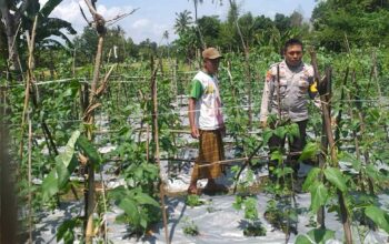 Benteng Pangan Mikro: Bhabinkamtibmas Motivasi Warga Lombok Barat Garap Lahan Produktif