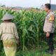 Bhabinkamtibmas Labuapi Gandeng Petani Jagung, Perkuat Fondasi Ketahanan Pangan