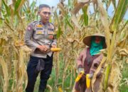 Bhabinkamtibmas Lembar Kawal Panen Jagung untuk Perkuat Stok Pangan Nasional