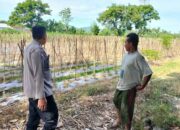 Sukses, Warga Lombok Barat Sulap Lahan Terbengkalai Jadi Kebun Cabai dan Sayuran