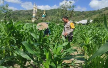 Sinergi Polsek Gerung dan Petani Jaga Stok Pangan